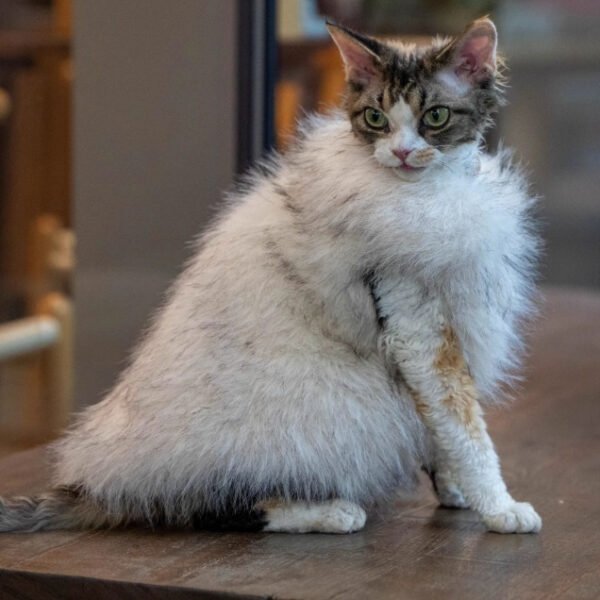 Roupa de Pelo de Raposa para Gatos Sem Pelo — Quentinha e Luxuosa