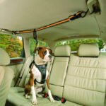 Cinto de Segurança Dupla Função para Pets — Guia e Cinto de Carro